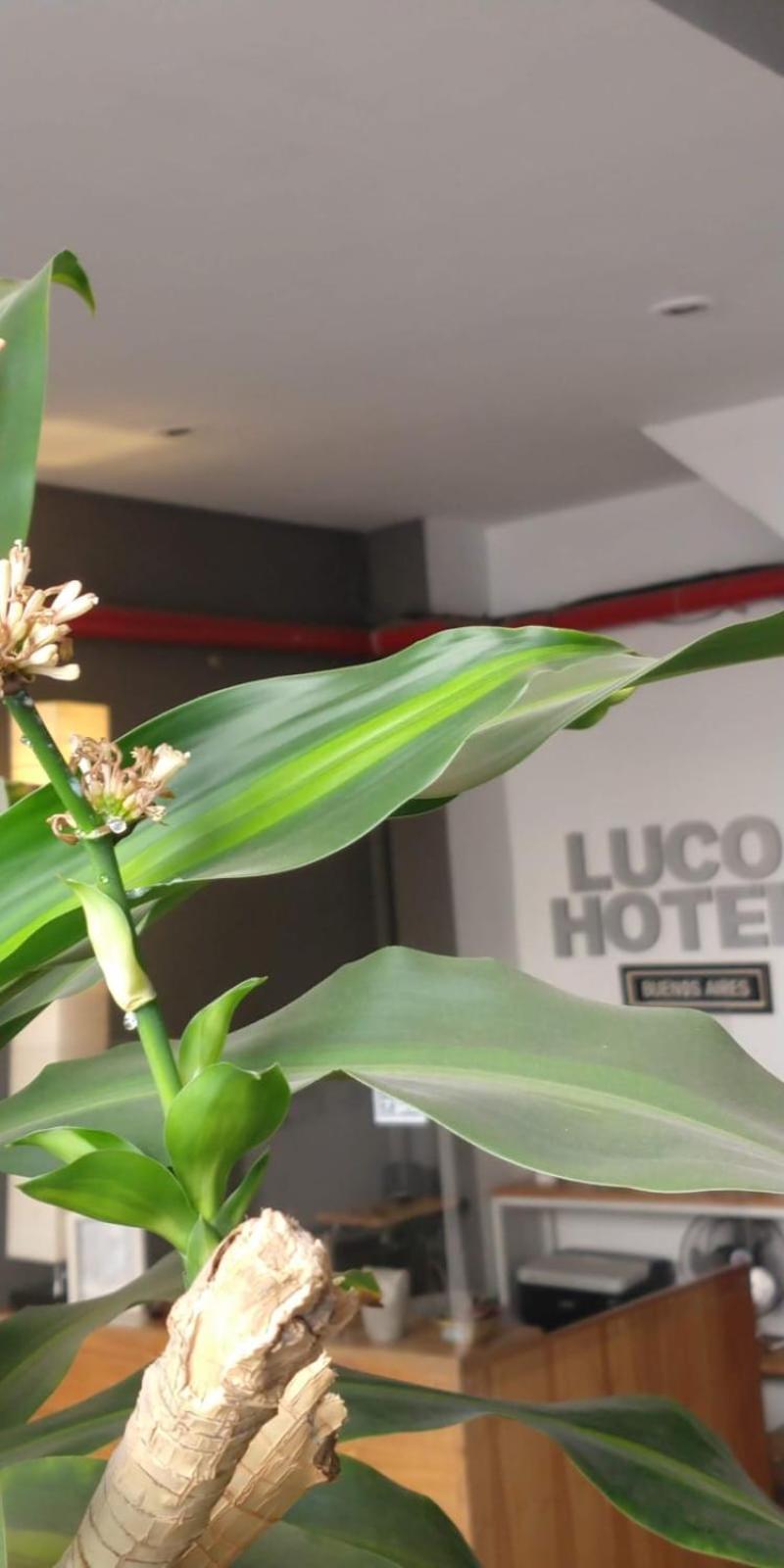 Luco Hotel Buenos Aires Ngoại thất bức ảnh